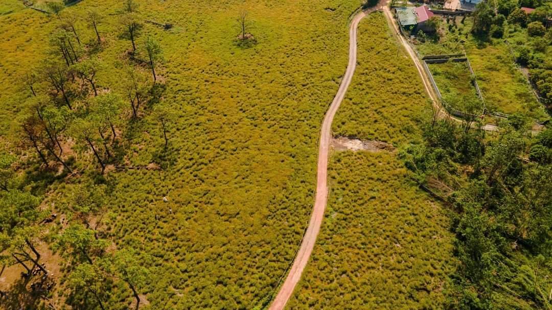 Check-in cánh đồng rễ đẹp mơ màng ở Chí Linh, Hải Dương