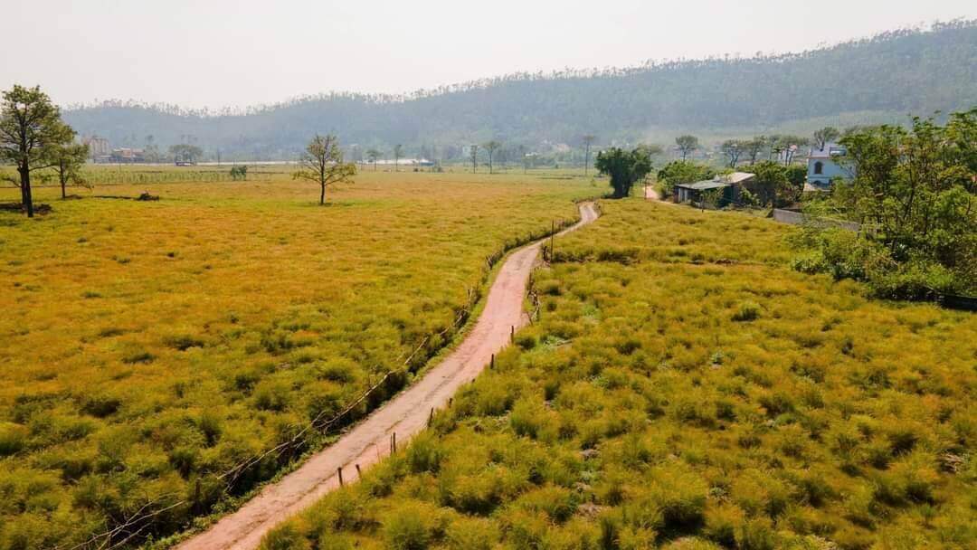 Cánh Đồng Hoa Rễ