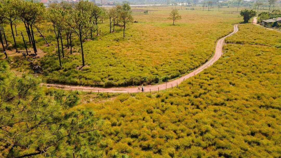 Cánh Đồng Hoa Rễ