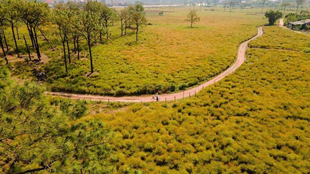 Cây rễ còn có tên khác là cây thanh hao hay Kim Sa Tùng, với cành nhỏ vươn dài, lá hình cánh kim, khi thu hoạch dùng làm chổi, rễ quét nhà.