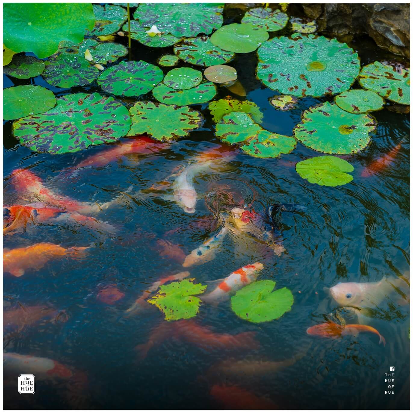 Thieu Phuong Gardenは、平和で静かな空間をもたらし、色相に旅行してここに来る機会がある人々の心の中でリラックス感を呼び起こします。