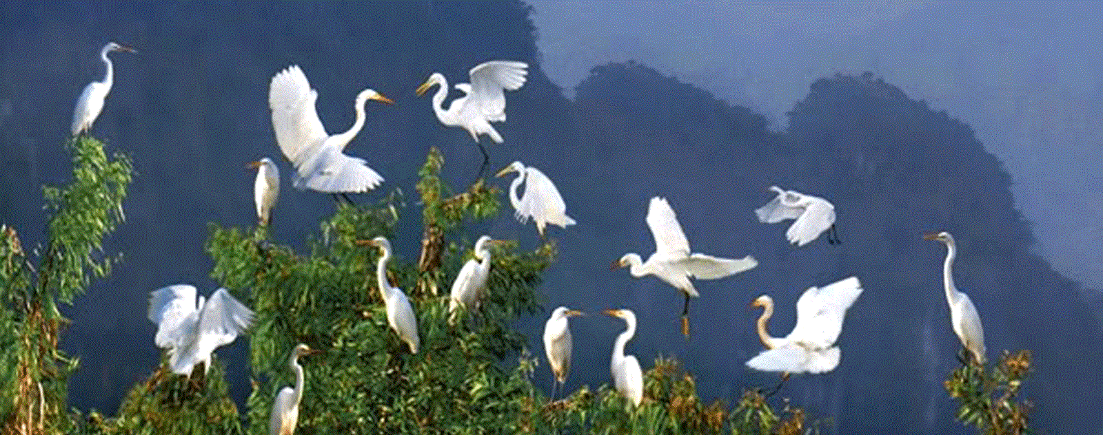 Hai Luu Stork Garden