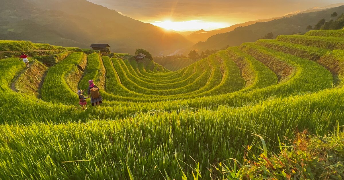 Bức tranh làng quê thanh bình tại xã Zế Xu Phình vào mỗi khi mùa thu hoạch lúa chín đẹp như một kiệt tác