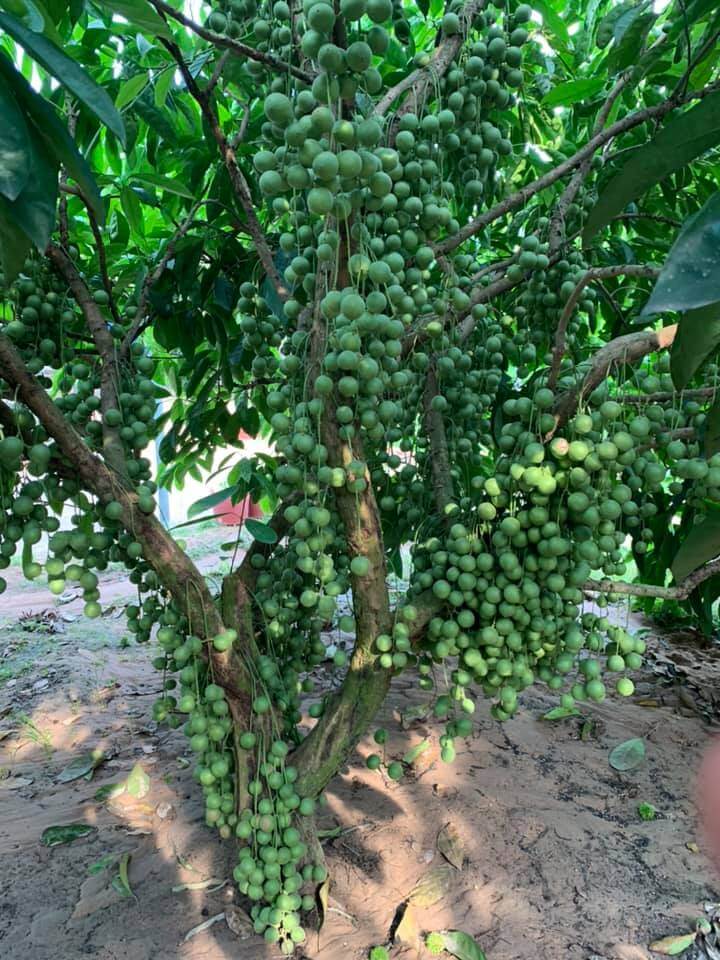 The garden has a specific address in Cau Da hamlet, Hiep Thanh commune, Go Dau district, Tay Ninh province.