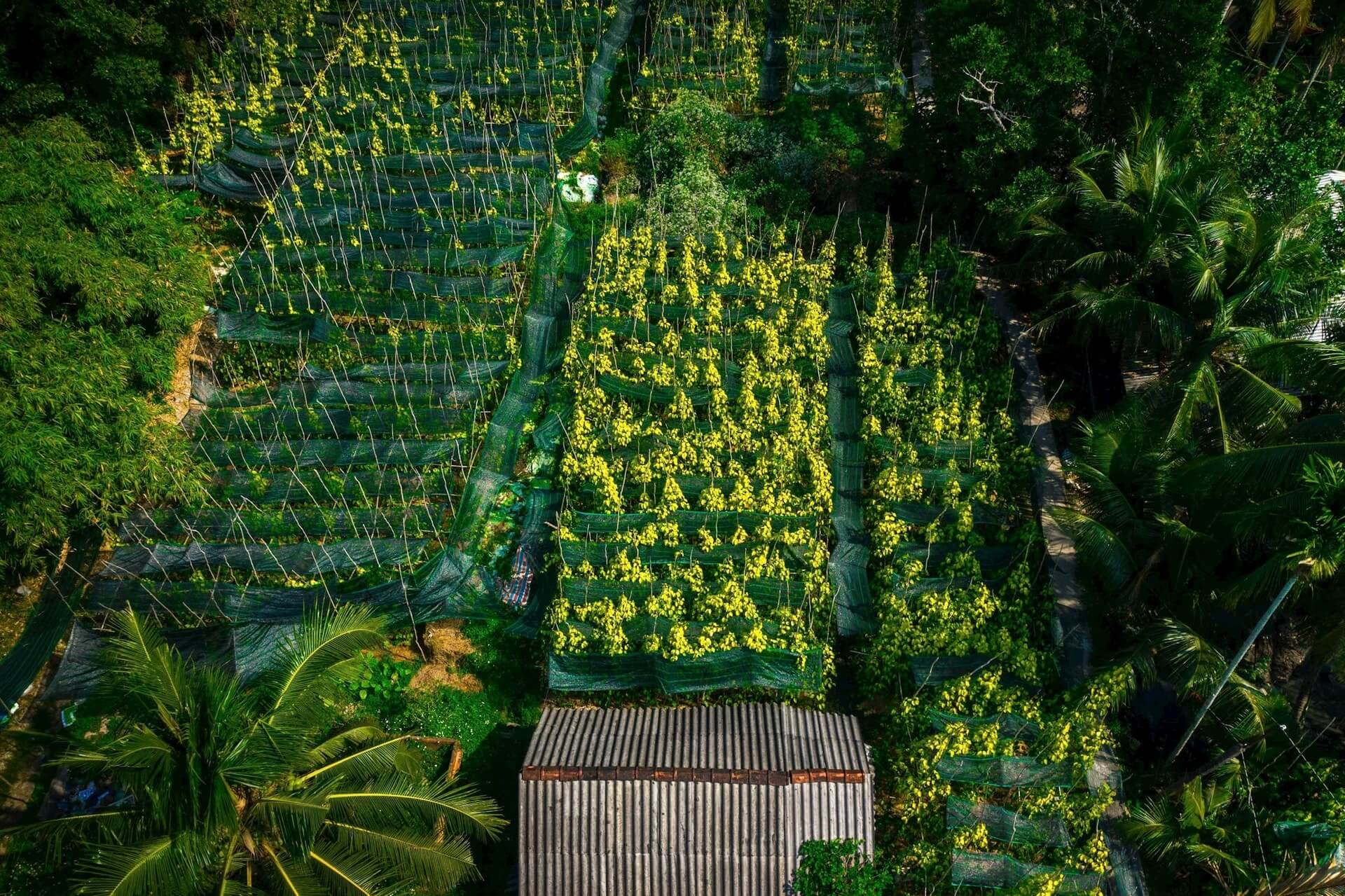 Làng trầu Vị Thủy