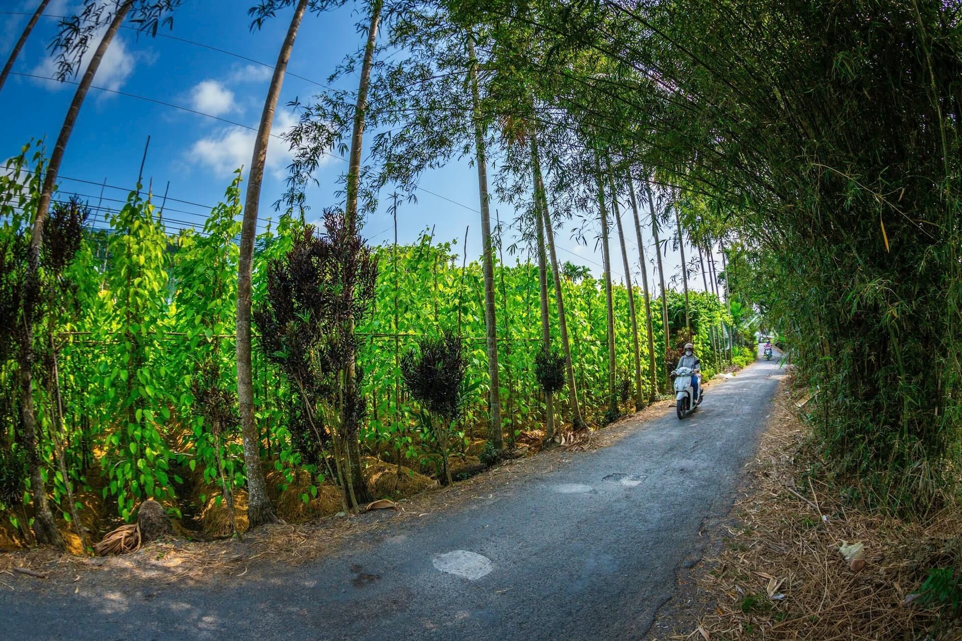 Betel Nut Village「水は活力に満ちています！