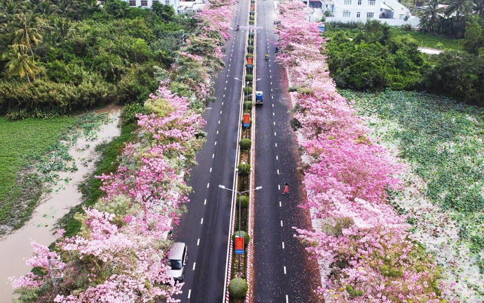 ピンクのトランペットはもともとアメリカの出身で、別の名前がピンクベルです。