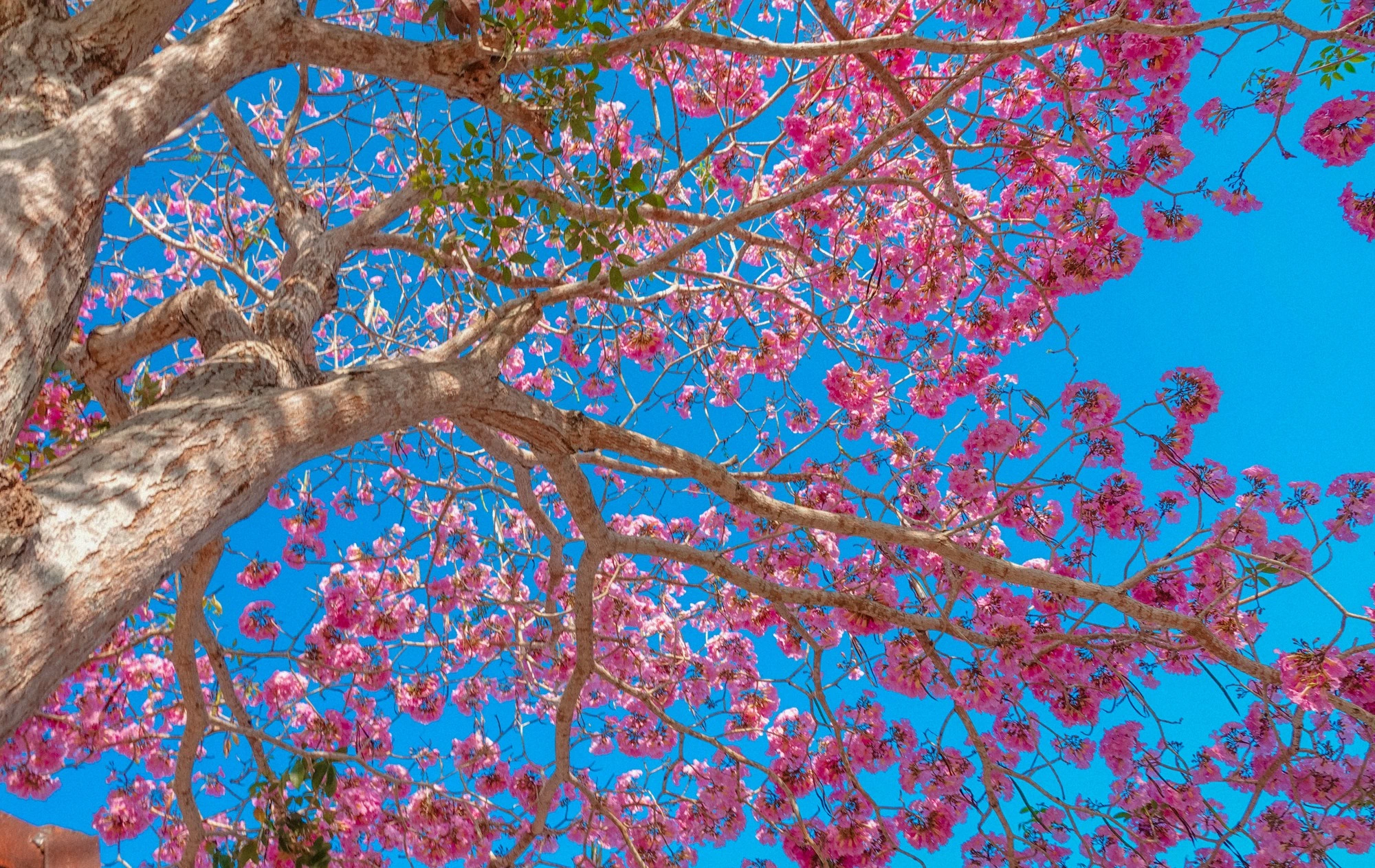 ここでユニークな美しさを見たいなら、咲く季節は4月から6月頃だからです
