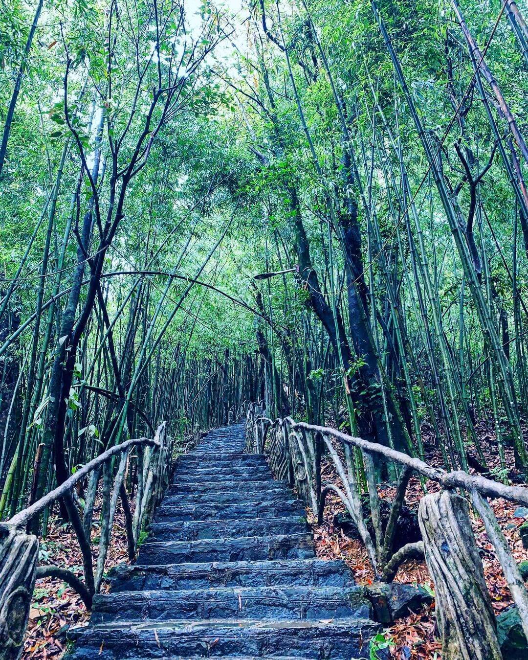 竹の森は、映画のように美しいBa Chua thuong ngan寺院までの道路の両側にあります。この場所は、若者が見逃せないためのチェックインポイントでもあります。