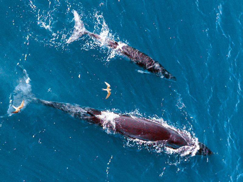 고래를 볼 기회