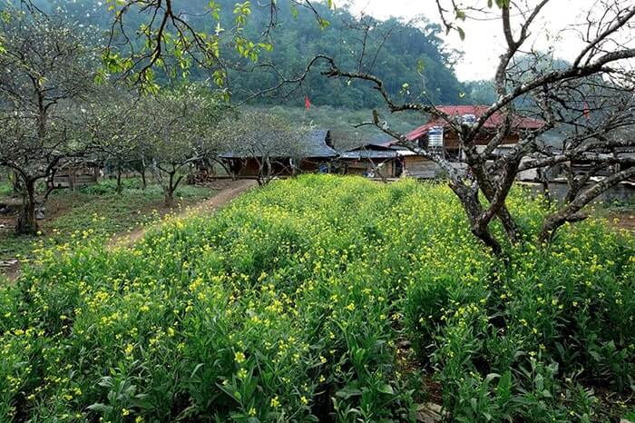 Tuy sở hữu nhiều mùa hoa nở rộ, bản Pa Phách được nhớ đến nhiều nhất với sắc hoa cải trắng muốt