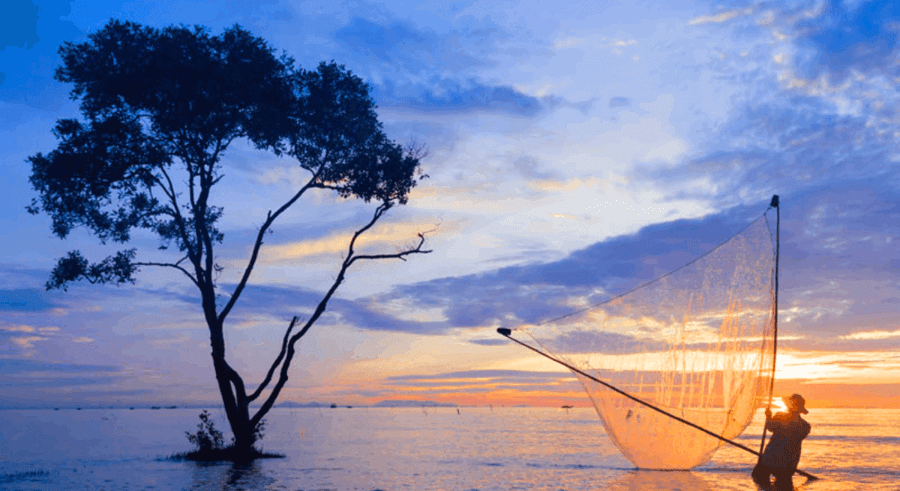 Mo o Beachの典型的なマングローブ森林生態系