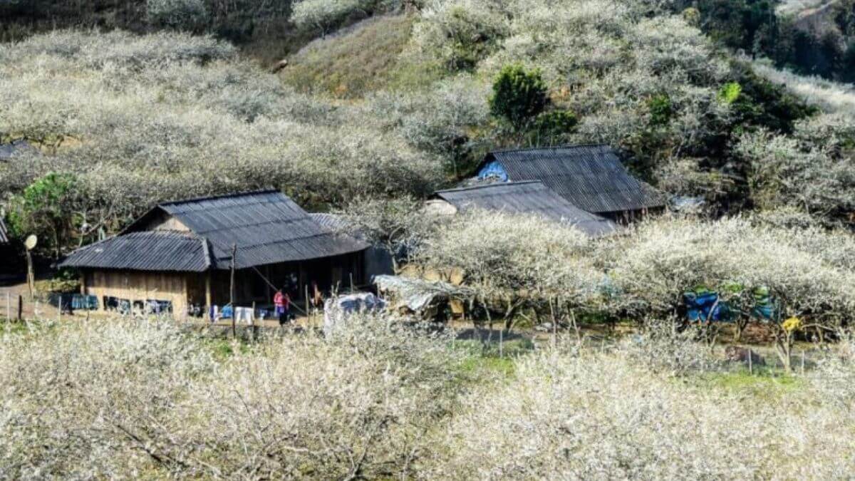 Bản Pa Phách lọt thỏm giữa thung lũng và được bao quanh bởi cánh đồng hoa.