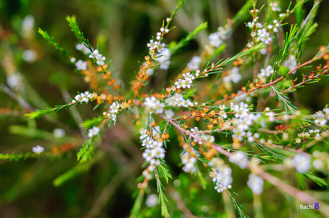 Cánh Đồng Hoa Rễ