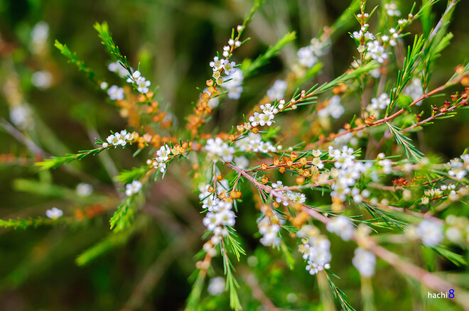 Khu đồng rễ của gia đình ông ở phía trong cùng, nằm xen với rừng thông tạo nên cảnh sắc vô cùng lãng mạn, nên thơ.