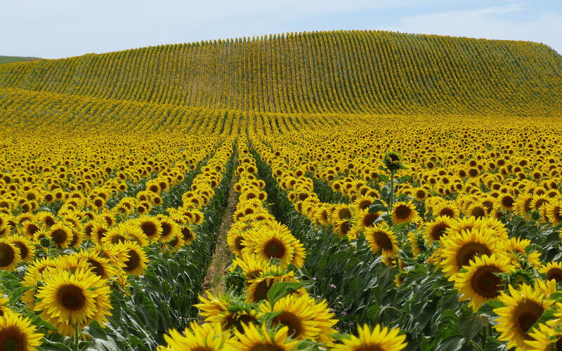 Cánh đồng hoa hướng dương Nghĩa Đàn