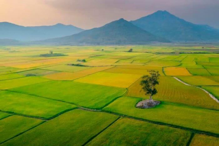NGO Son Field는 가까운 낭만적 인 아름다움을 가지고 있습니다.