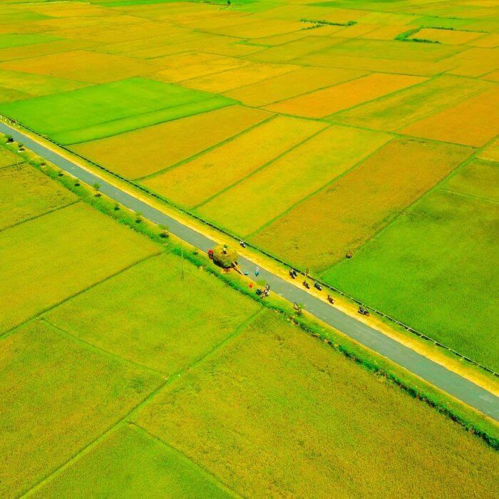 400 헥타르가 넘는 면적으로 NGO Son Field는 Central Highlands의 Mu Cang Chai와 같습니다.