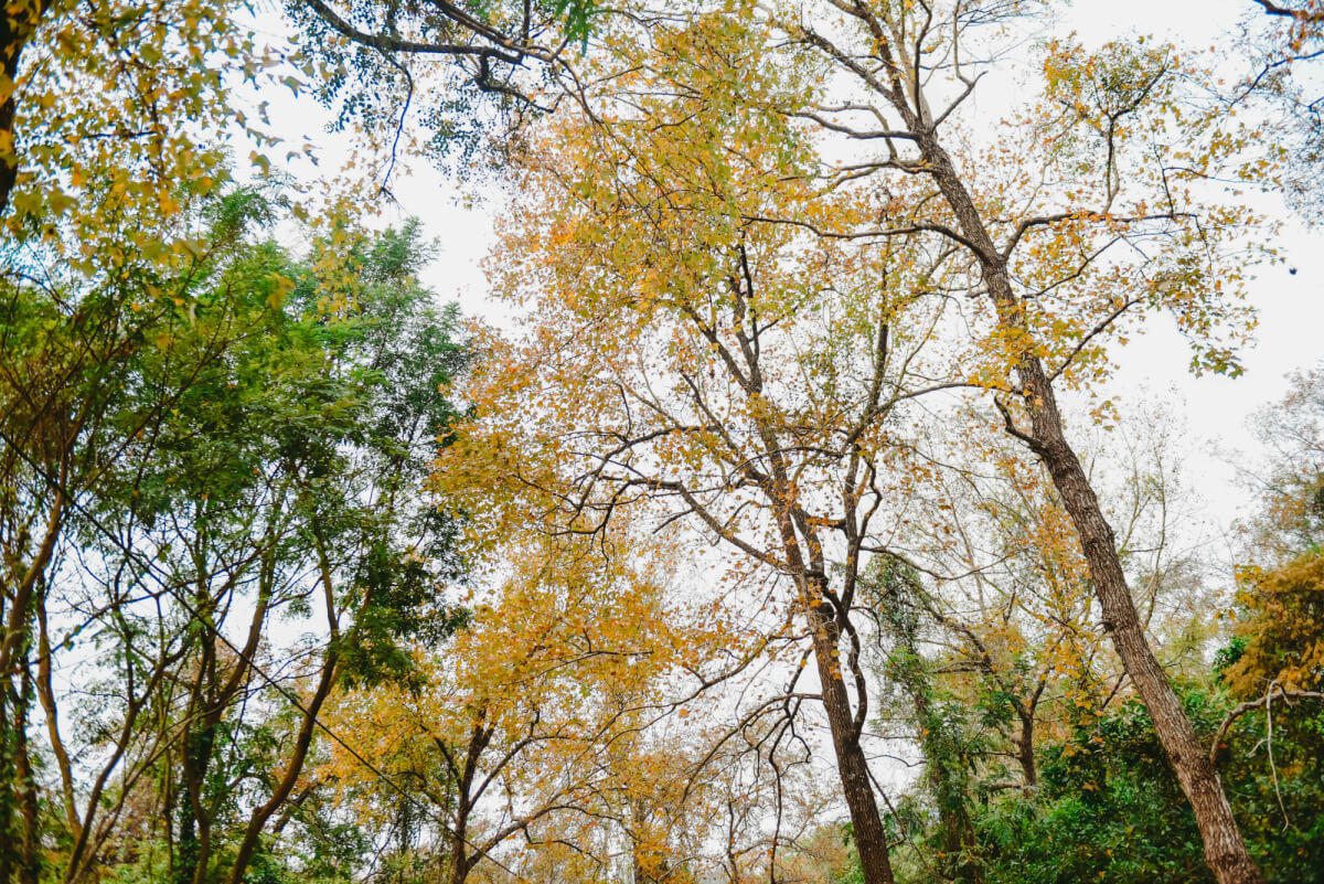 빨간 메이플 숲 - Thanh Mai Pagoda