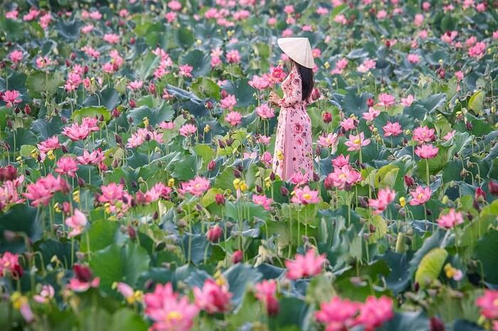 Tra Ly Lotus Lagoonは、若いメッキ場の片側に強い印象を残し、もう一方の側は山脈でした。