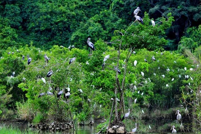 タンの長いコウノトリの庭を賞賛してください、訪問者は平和を感じ、手付かずの美しさに落ちさせられます
