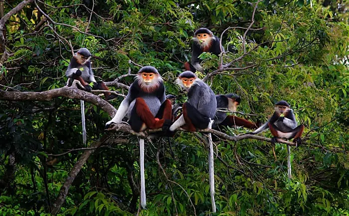 Đứng trên đỉnh Ngự Lâm, du khách sẽ được thưởng ngoạn tầm nhìn 360 độ bao trọn đảo Cát Bà, vịnh Lan Hạ và rừng Kim Giao xanh mát.