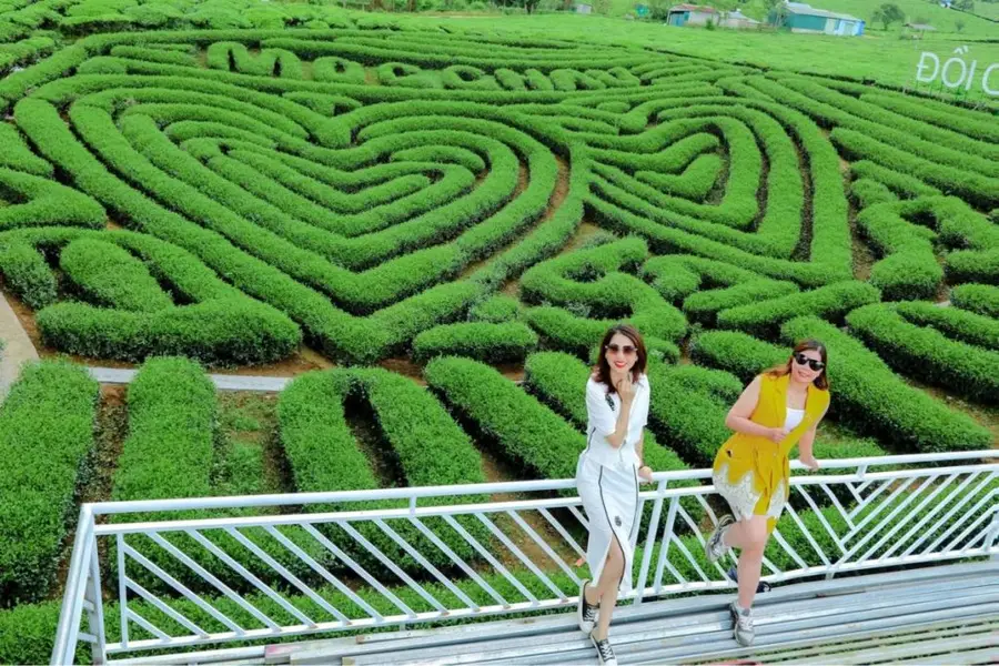 Mộc Châu không chỉ mang trong mình vẻ đẹp đặc trưng cho miền núi Tây Bắc thơ mộng mà còn là một trong những vựa chè lớn nhất cả nước.