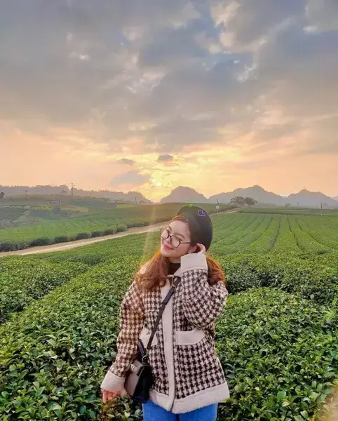 Đồi Chè Ô Long Mộc Sương