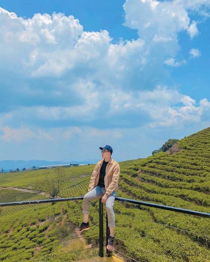 Đồi Chè Ô Long Mộc Sương