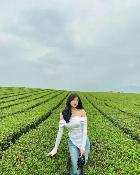 Đồi Chè Ô Long Mộc Sương