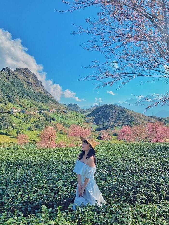 Đồi Chè Ô Long Mộc Sương