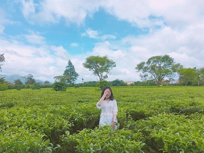 Đồi Chè Ô Long Mộc Sương