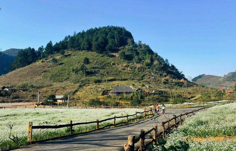 Rừng thông xanh này nằm dọc theo tuyến quốc lộ 6C.