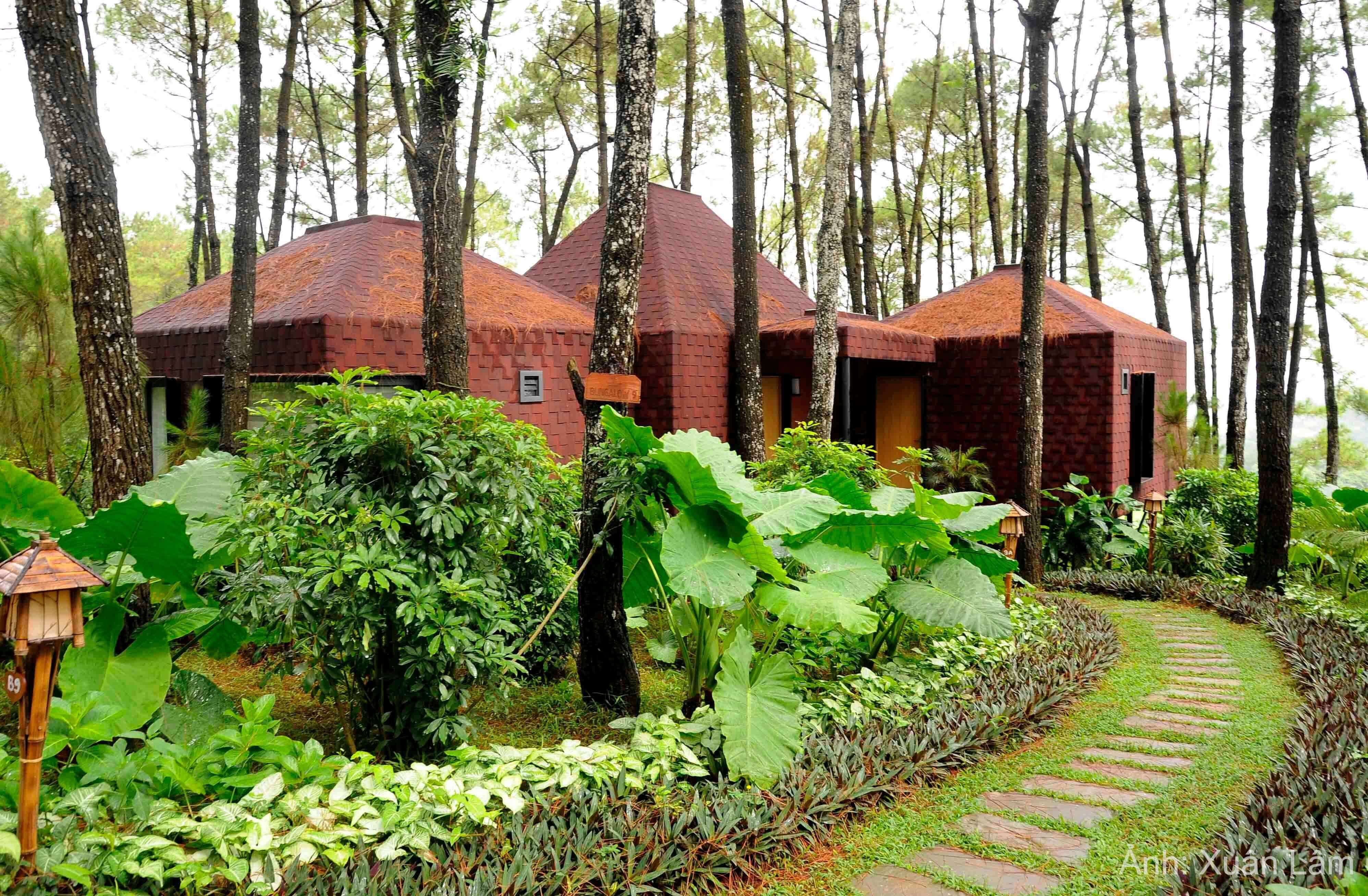 Đồi thông hồ Đồng Chương