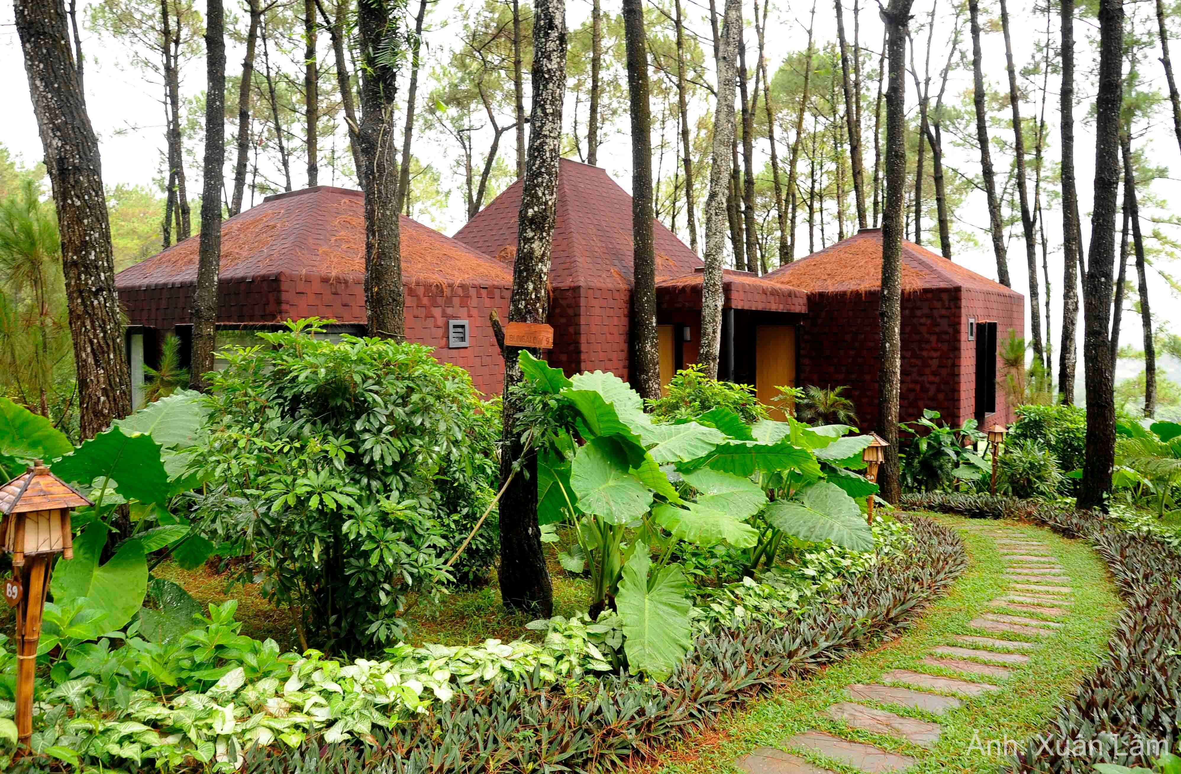 Đồi thông hồ Đồng Chương