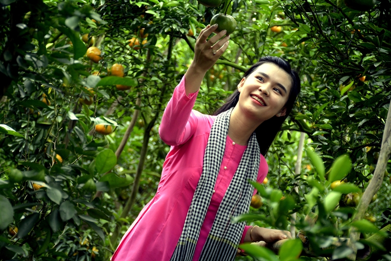 Vườn quýt hồng Lai Vung với những quả chín mọng đang chờ bạn đến thưởng thức