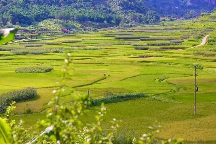 Bức tranh nên thơ, trữ tình đậm đà vẻ đẹp Tây Bắc.