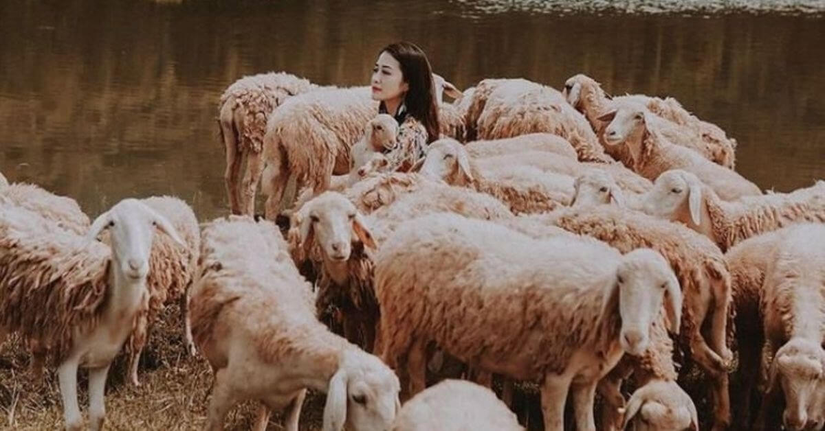 Đồng cừu Gia Hưng