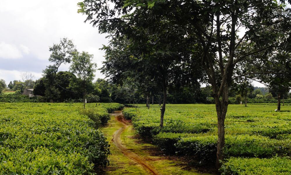 바우 캔 티 언덕