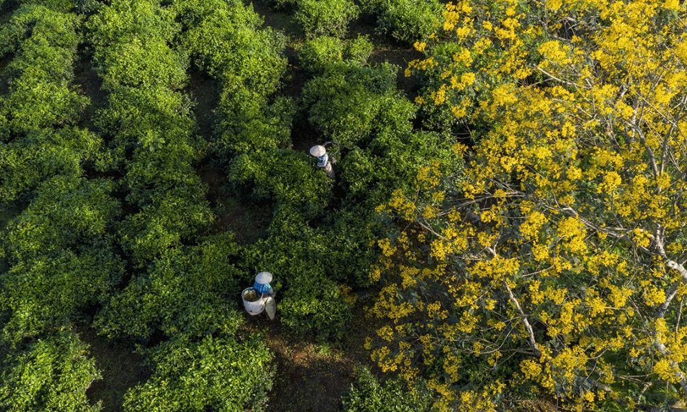 바우 캔 티 언덕
