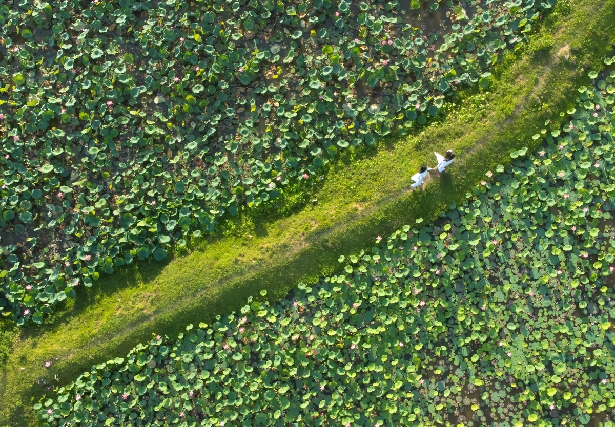 この場所は多くの観光客を魅了します。なぜなら、ラグーンで蓮が咲いているロータスを目撃すると、静かではあるが詩的な美しさを感じるからです。