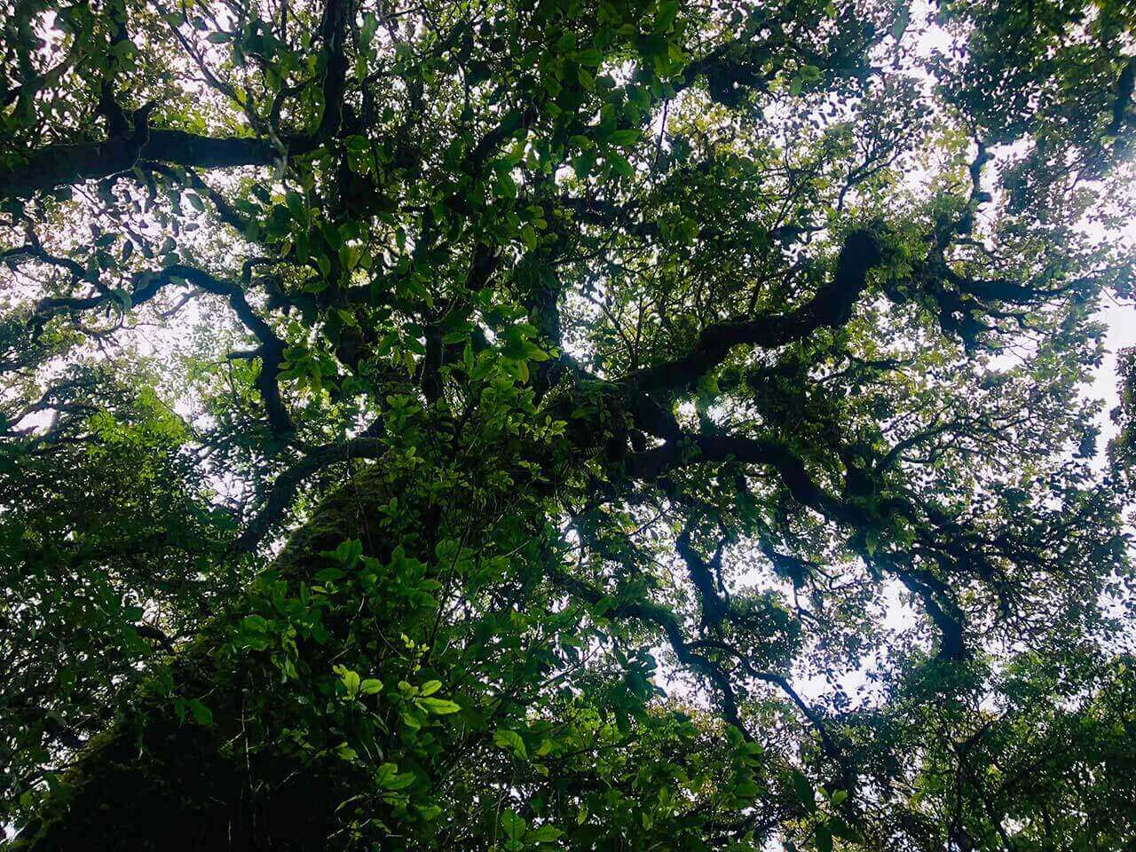 Đỉnh Pu Xai Lai Len