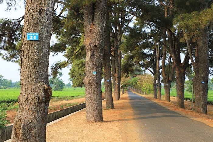 각 큰 소나무는 2 ~ 3 명이 포옹하는 직경을 가지고 있습니다.