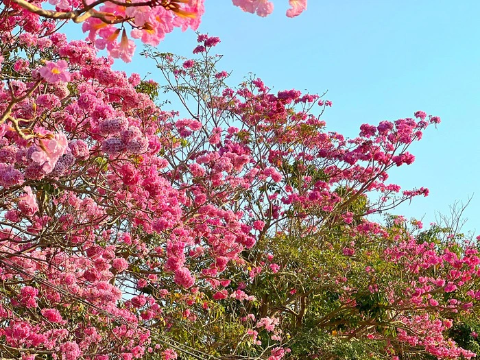 Soc Trang Pink Flower Roadは、若者から「韓国の道」と呼ばれています。