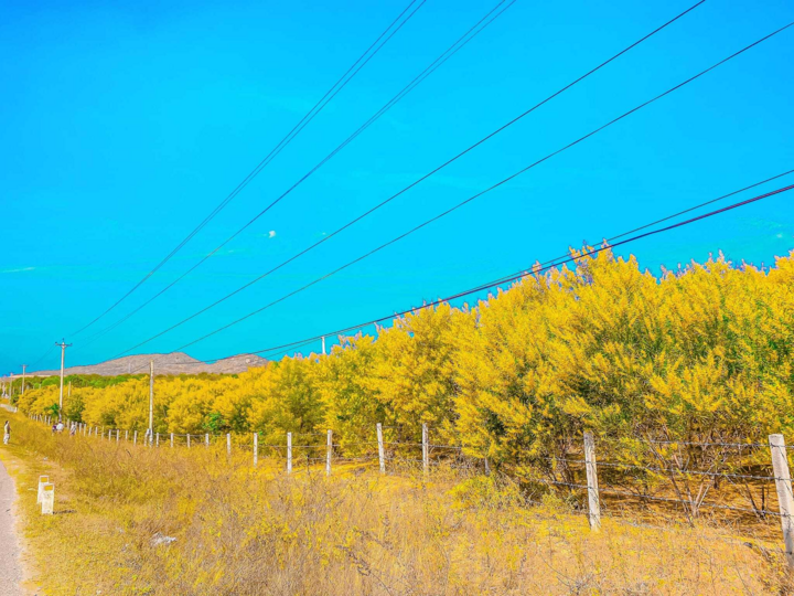 Rừng Keo Lá Tràm