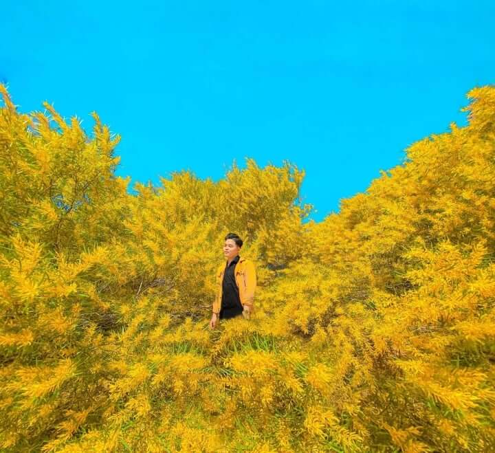 Rừng Keo Lá Tràm