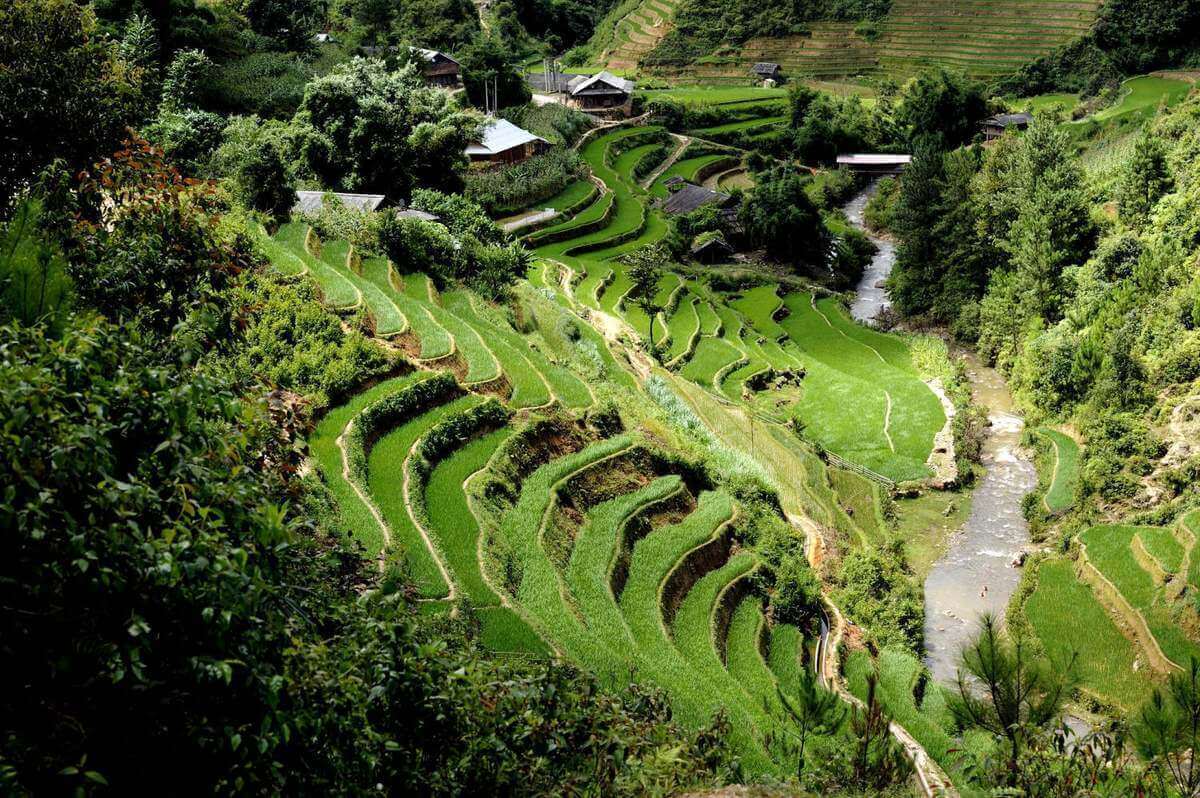 Zi Xu Phai의 계단식 분야