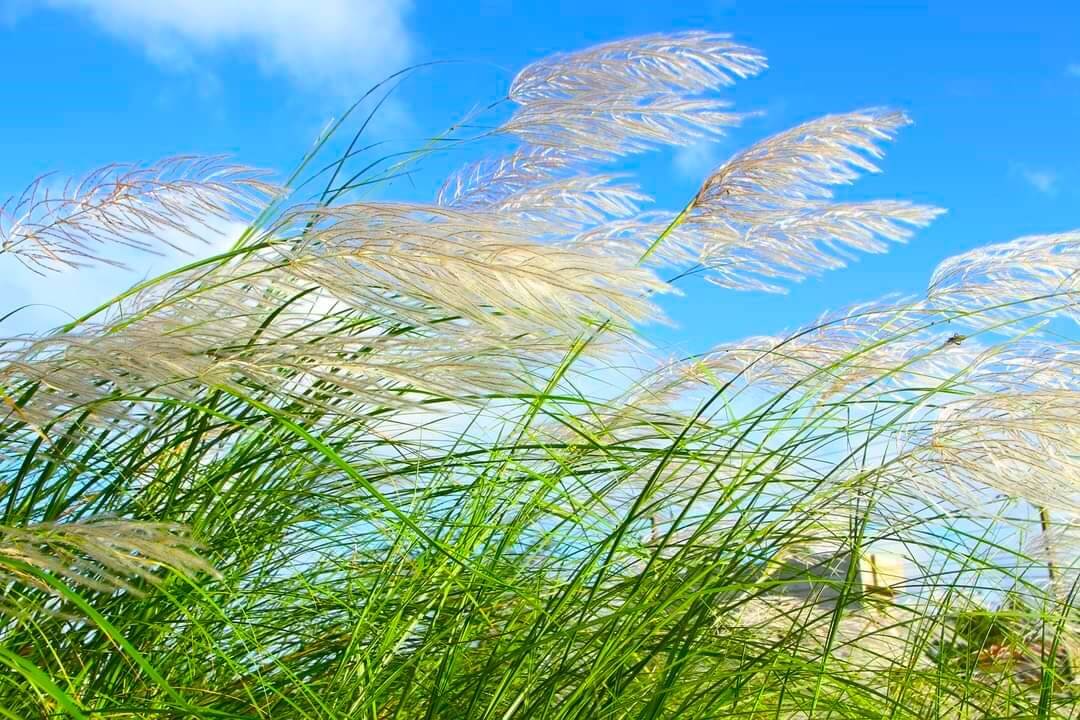 “Thiên đường cỏ lau” Đình Lập