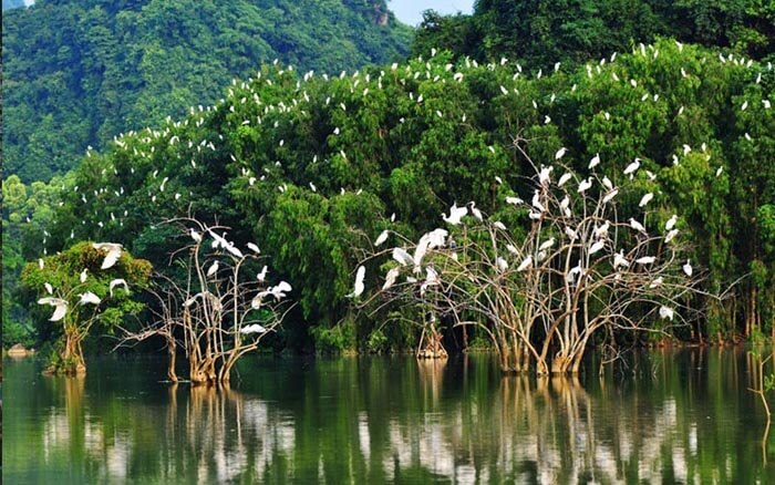 Soc TrangのTan Long Storkは、自然の鮮やかな絵です。