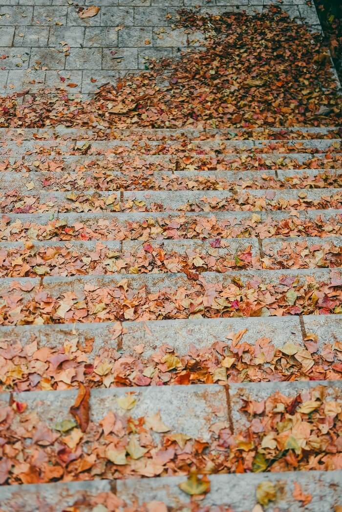 Với diện tích khoảng 15 hecta, rừng phong ở khu vực chùa Thanh Mai khá dày đặc.